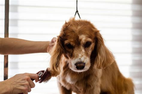 Unveiling The Ultimate Pet Grooming Experience Brooklyn Pet Spa