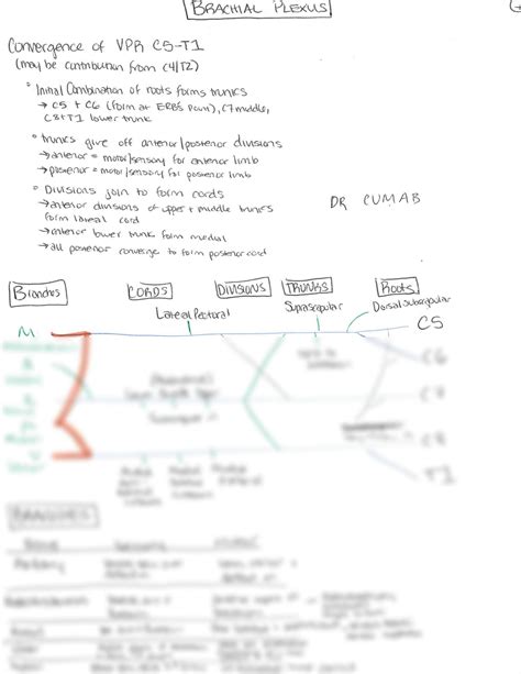 Solution Brachial Plexus Studypool