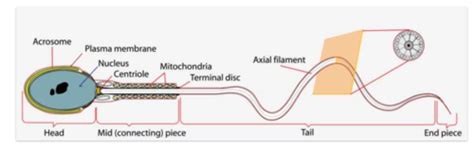Reproduction Physiology And Development Flashcards Quizlet