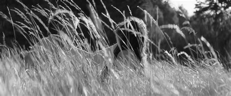 Nude Video Celebs Jitka Cvancarova Nude The Painted Bird Nabarvene Ptace