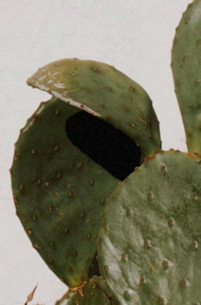 CÓMO ENRAIZAR Y PROPAGAR FÁCILMENTE UN CACTUS PASO A PASO Guía