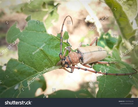 Cashew Stem Borer 1 Ảnh Vector Và Hình Chụp Có Sẵn Shutterstock