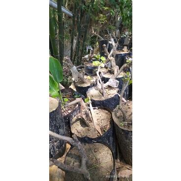 Jual Bahan Bonsai Loa Dan Waru Lokal Shopee Indonesia