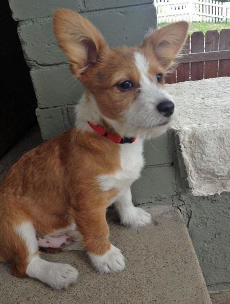 Corgi Terrier Mix Puppies