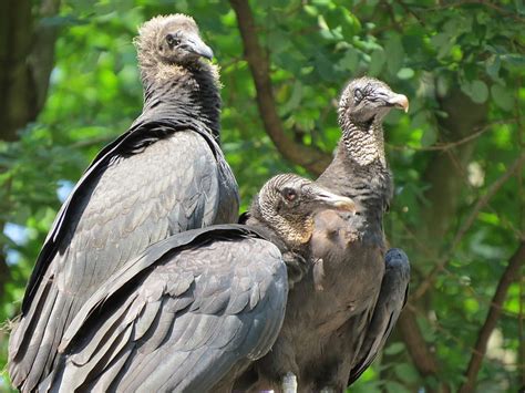 Princeton Nature Notes Black Vultures Close Up A Hoot And Princeton History Hd Wallpaper Peakpx