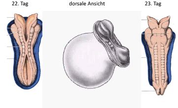 Anatomie Nervensystem Karteikarten Quizlet