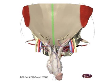 Laparoscopic groin hernia repair anatomy & technique