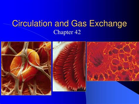 PPT Circulation And Gas Exchange PowerPoint Presentation Free