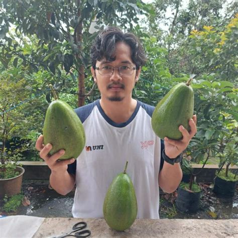 Jual Bibit Alpukat Aligator Tinggi 1 Meter Batang Besar Siap Berbuah