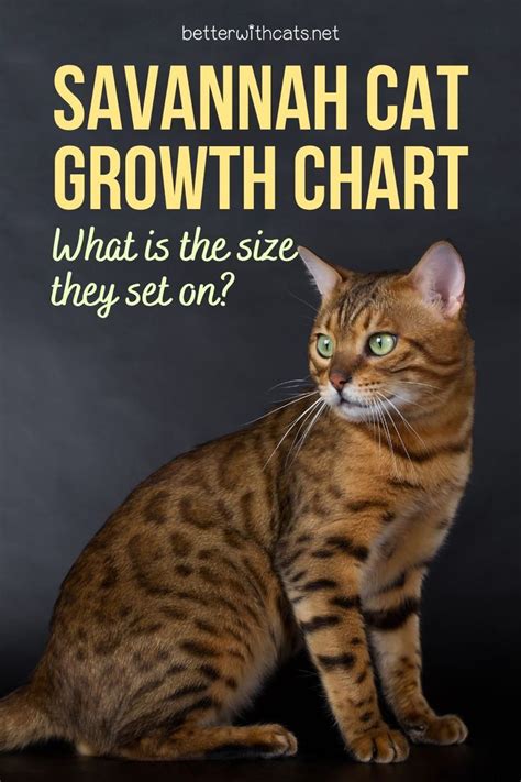 Savannah Cat Growth Chart What Is The Size They Set On Artofit