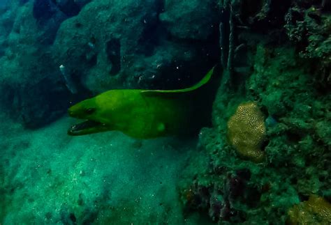 40+ Moray Eel Bite Stock Photos, Pictures & Royalty-Free Images - iStock