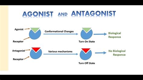 Agonist and Antagonist - YouTube