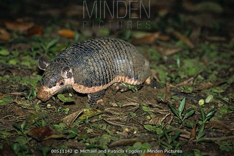 Northern Naked Tailed Armadillo Stock Photo Minden Pictures