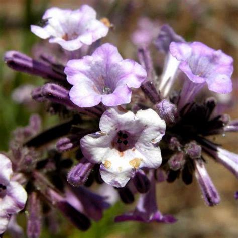 A Hikers Guide To Poodle Dog Bush The Simple Hiker