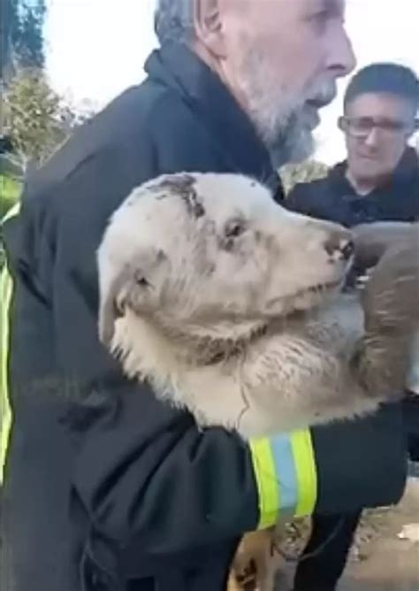 Cane Randagio Spaventato E Maltrattato Dai Passanti Piange Disperato