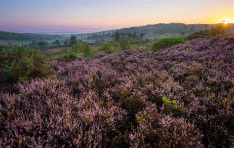 Ashdown Forest Photos Stock Photos Pictures And Royalty Free Images Istock