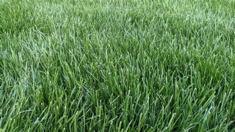 How To Fertilize A Tall Fescue Lawn In Concord Nc