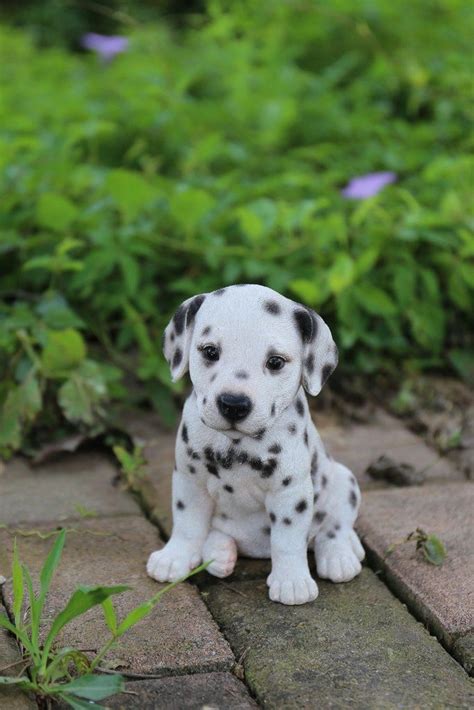 Buy Dalmatian Black & White Puppies For Sale in Delhi, NCR India