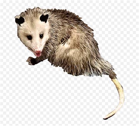 Possum Clip Art Library