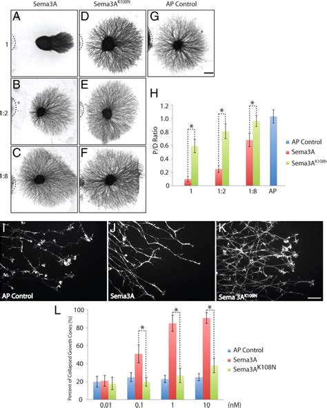 A Forward Genetic Screen In Mice Identifies Sema3ak108n Which Binds To Neuropilin 1 But Cannot