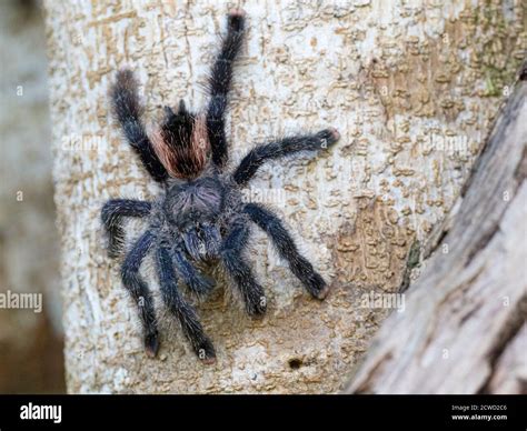 An Adult Peruvian Pinktoe Tarantula Avicularia Juruensis On Iricahua