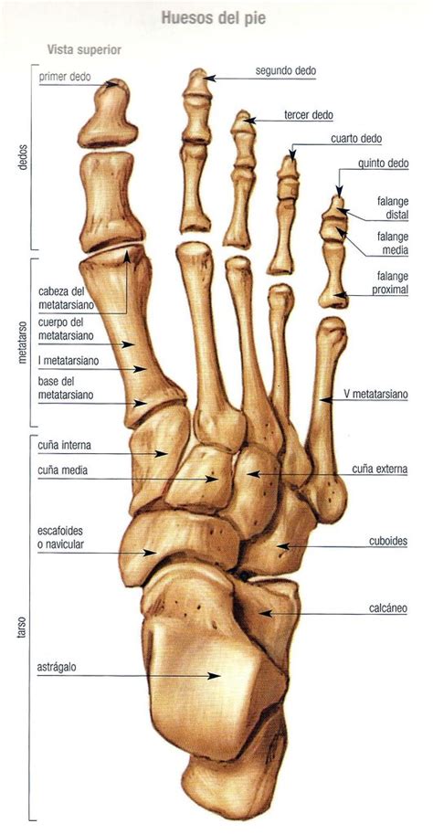 Partes Y Huesos Del Pie Humano Anatomia Y Funciones Images