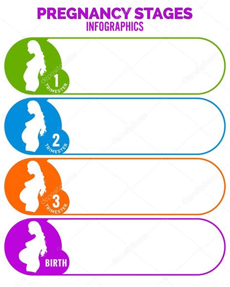 Pregnancy Stages Infographics Template Stock Vector Image By ©sibgat