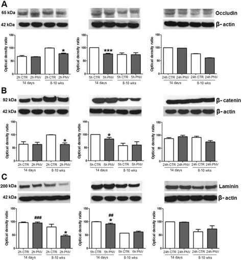 Immunoblots Of Occludin A Catenin B And Laminin C Phoneutria