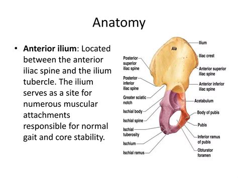 Anterior Iliac Crest Ppt