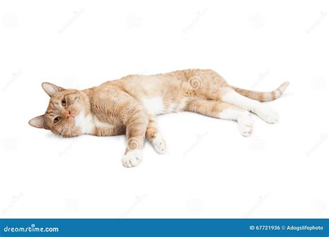 Cute Adult Cat Laying on Side Over White Stock Photo - Image of kitty ...