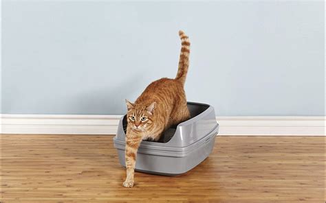 A Comprehensive Guide To The Best Sifting Litter Box For Cats