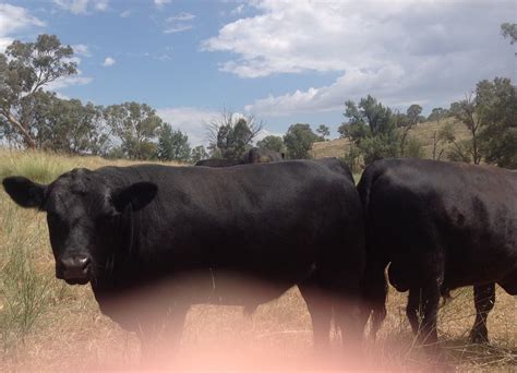 Australian Lowline Cattle And Genetics For Sale Alca