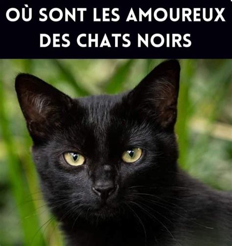 Quelle Race De Chat Choisir Artofit