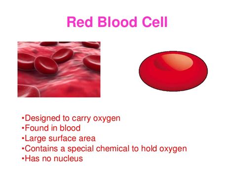 Red blood cells (Erythrocytes) structure and function, Myeloid tissue ...