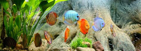 How to Setup a Discus Aquarium?