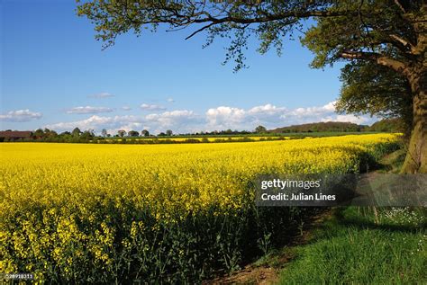 Rapeseed Field With Tree In Foreground High Res Stock Photo Getty Images