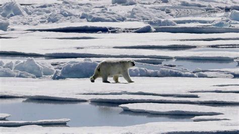 Ice Free Arctic Summers Likely By Even With Climate Action Study