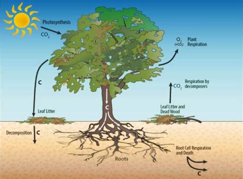 A Carbon Source Sink And Store Explaining Soil Carbon Carbonstore