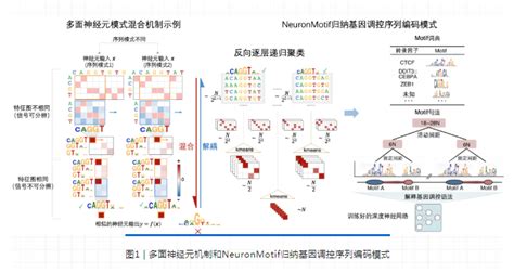 生物信息学 清华大学自动化系汪小我团队合作提出自动归纳基因调控序列编码模式的神经网络解释方法 创新自化成 自动化网 ZiDongHua