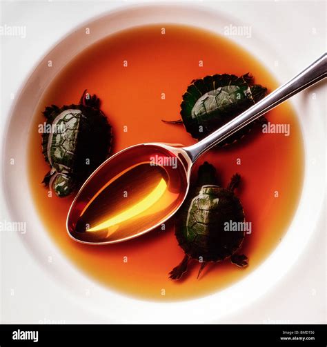 Turtle soup Stock Photo - Alamy