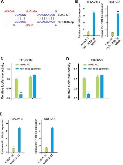 Exosome Long Non Coding Rna Sox Ot Contributes To Ovarian Cancer