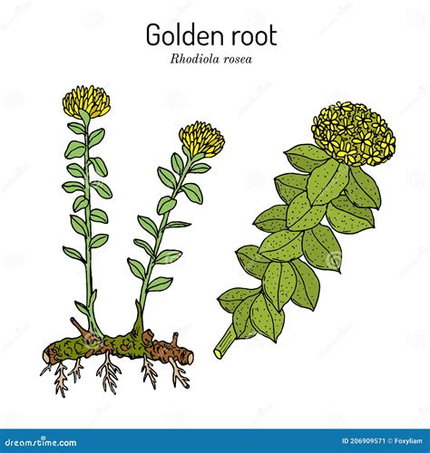 Golden Root Rhodiola Rosea Medicinal Plant Stock Illustration