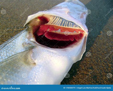 Gills Of An European Seabass Stock Image Image Of Fish External