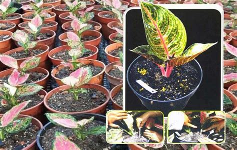 Memperbanyak Tanaman Hias Aglaonema Manasuka Blog