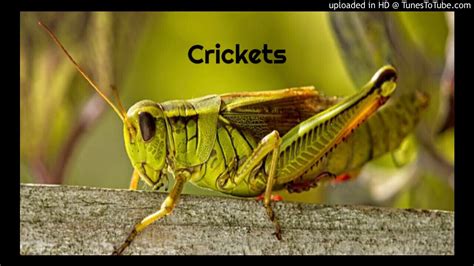 Crickets - YouTube