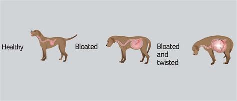 Gdv Bloat Vetlife Animal Health Partners