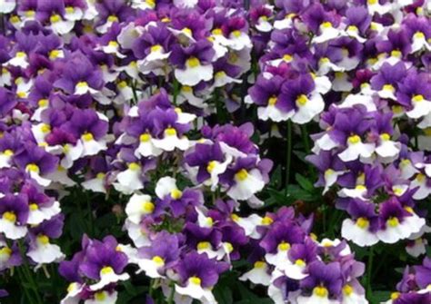 Scented Nemesia Plum And White Hanging Basket Patio Plug Plants Ebay