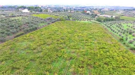 Flying over the vineyards in Frascati!