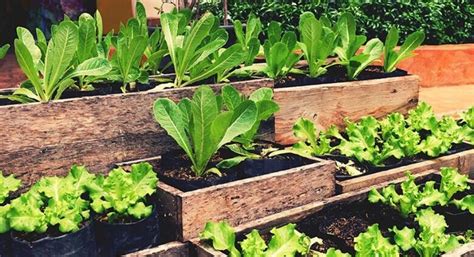 Cómo hacer una huerta en casa paso a paso Tu Hogar México