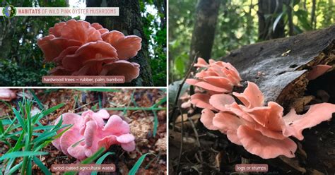 Pink Oyster Mushroom Guide Pleurotus Djamor